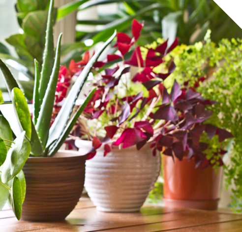 Planters & Pots