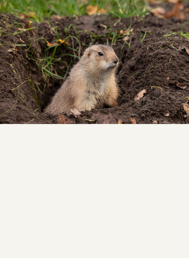 Rodent Control