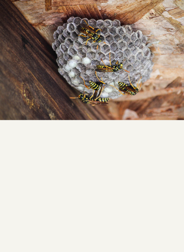 Wasp