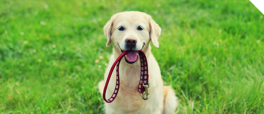 Puppy