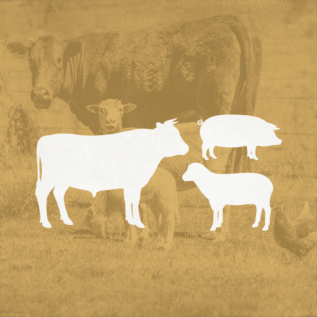 Livestock