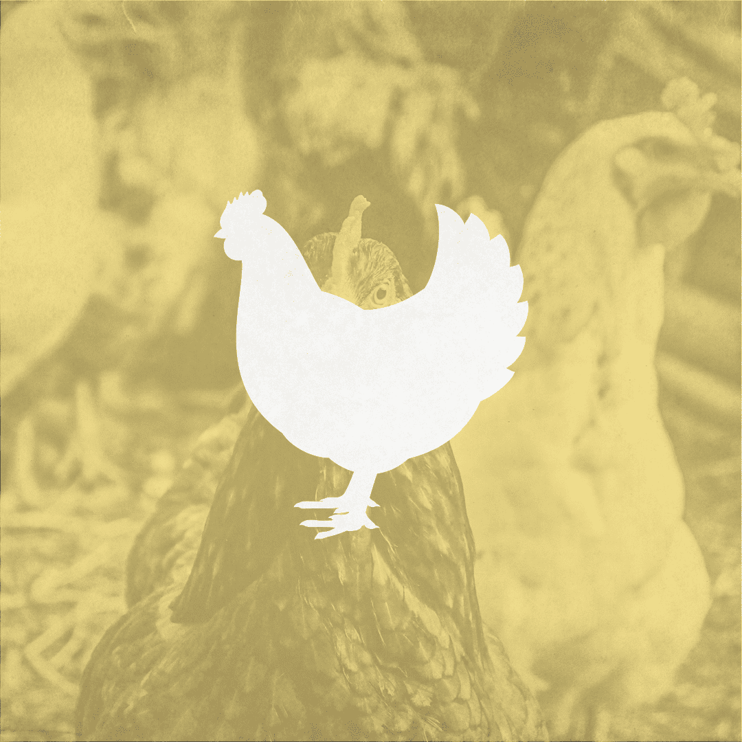 Poultry
